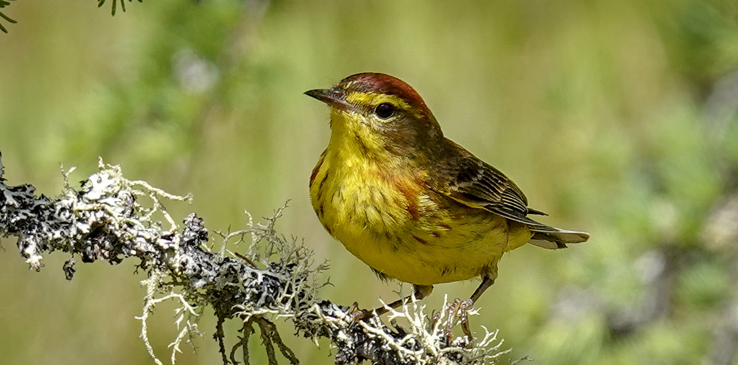 Adirondack Birding: Palm Warbler (Setophaga palmarum) on Barnum Bog from the Boreal Life Trail boardwalk (16 June 2018). Click for a larger image, opening in a new window. Adirondack Birding: Palm Warbler (Setophaga palmarum) on Barnum Bog from the Boreal Life Trail boardwalk (16 June 2018).