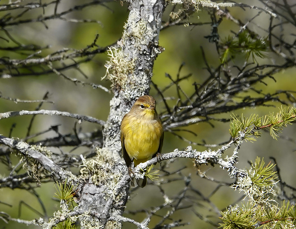 Adirondack Birding: Palm Warbler (Setophaga palmarum) on Barnum Bog from the Boreal Life Trail boardwalk (22 September 2018). Click for a larger image, opening in a new window. Adirondack Birding: Palm Warbler (Setophaga palmarum) on Barnum Bog from the Boreal Life Trail boardwalk (22 September 2018).