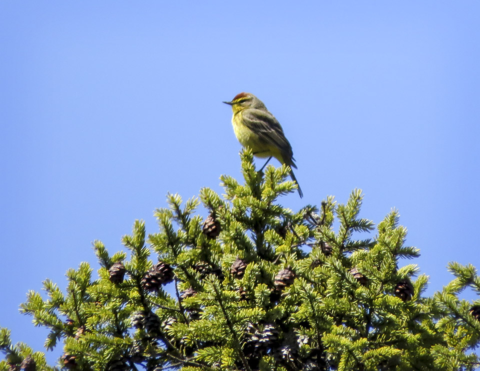 Birds of the Adirondack Park: Palm Warbler on Barnum Bog (30 April 2016). Click for larger image. Birds of the Adirondack Park: Palm Warbler on Barnum Bog (30 April 2016). Click for larger image.