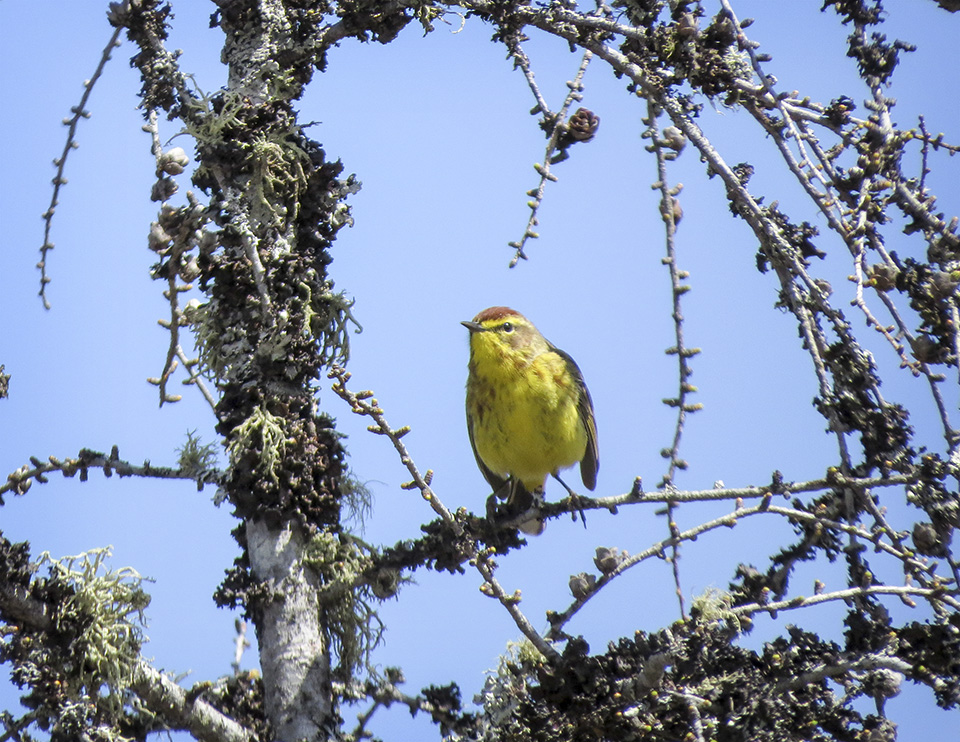 Adirondack Birding: Palm Warbler (Setophaga palmarum) on Barnum Bog from the Boreal Life Trail boardwalk (6 May 2018). Click for a larger image, opening in a new window. Adirondack Birding: Palm Warbler (Setophaga palmarum) on Barnum Bog from the Boreal Life Trail boardwalk (6 May 2018).