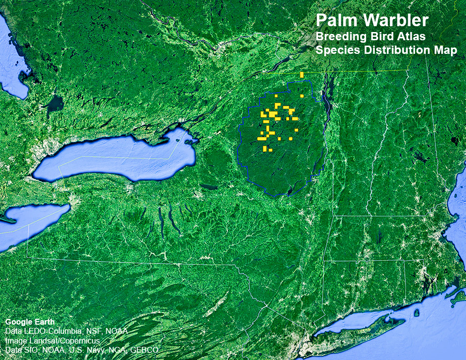 Adirondack Birding: New York State. Department of Environmental Conservation. Breeding Bird Atlas: Species Distributions Map. Palm Warbler. Click for a larger image, opening in a new window. Adirondack Birding: New York State. Department of Environmental Conservation. Breeding Bird Atlas: Species Distributions Map. Palm Warbler.