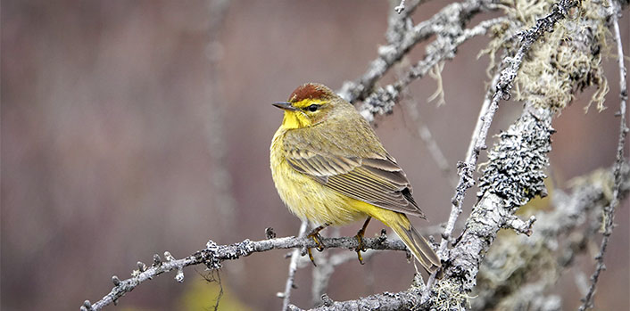 Adirondack Birds: Palm Warbler (Setophaga palmarum) on Barnum Bog at the Paul Smith's College VIC (15 April 2022). 