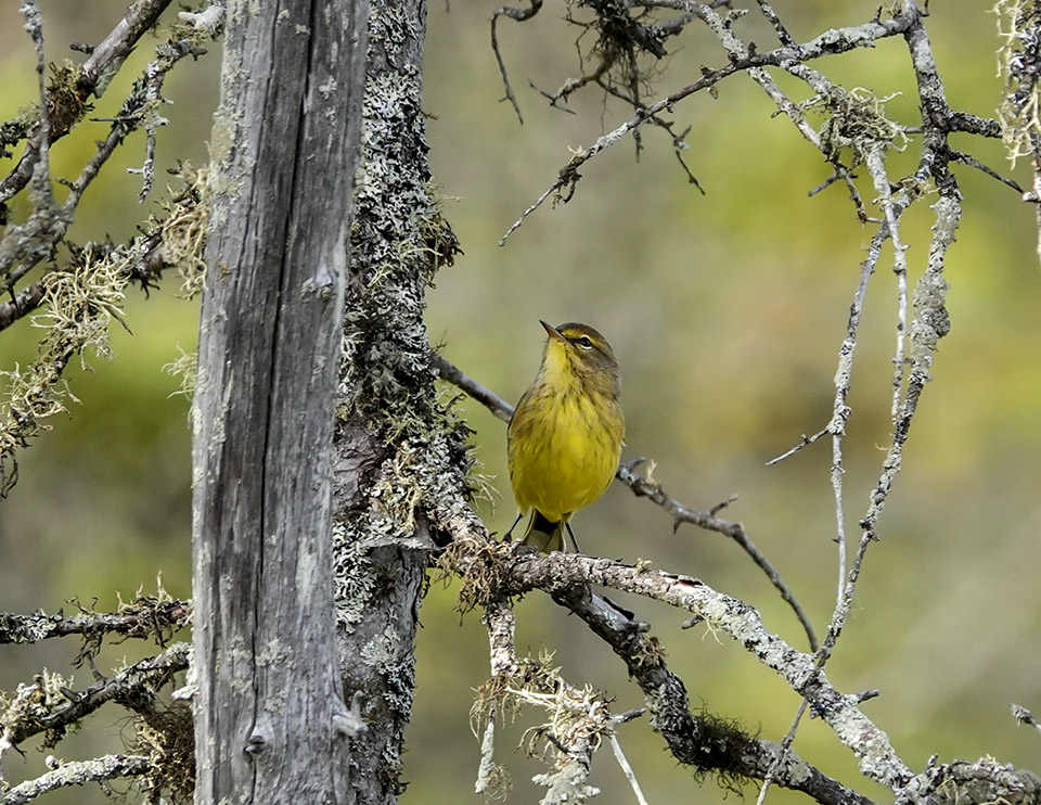 Birds of the Adirondack Park: Palm Warbler on Barnum Bog at the Paul Smith's College VIC (7 September 2019). Click for a larger image, opening in a new window. Birds of the Adirondack Park: Palm Warbler on Barnum Bog at the Paul Smith's College VIC (7 September 2019).