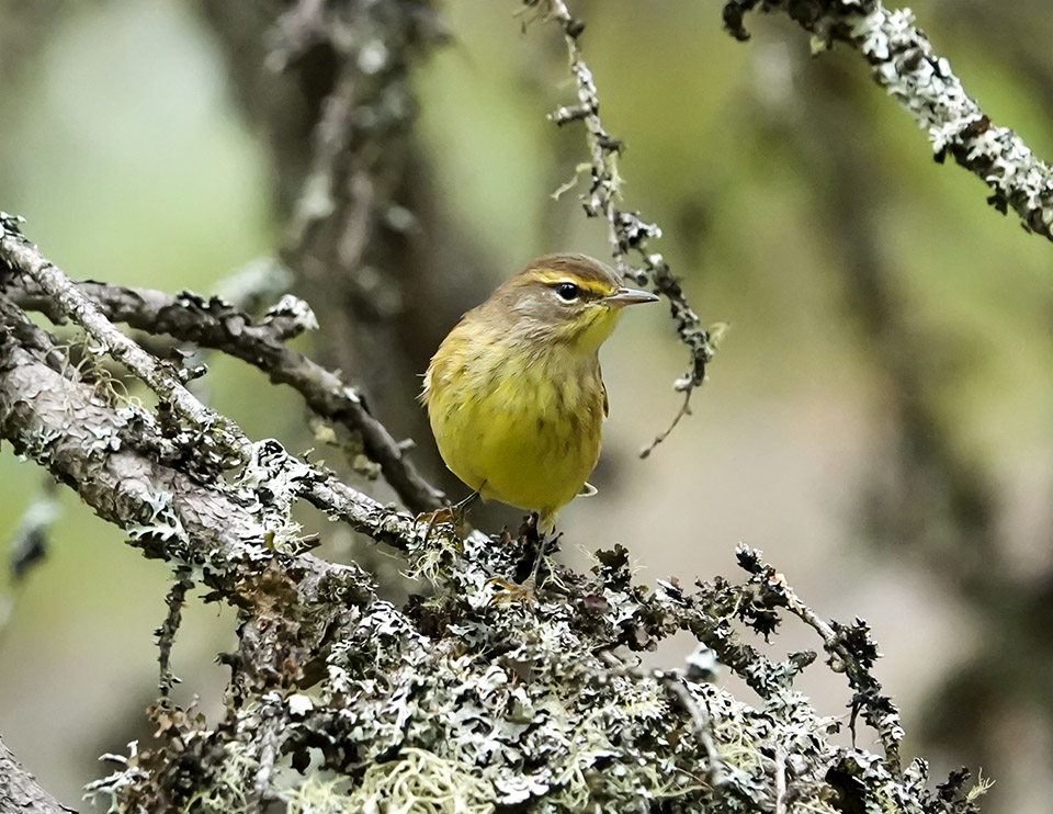 Trees of the Adirondacks: Palm Warbler on Bloomingdale Bog (7 September 2019). Click for a larger image, opening in a new window. Trees of the Adirondacks: Palm Warbler on Bloomingdale Bog (7 September 2019).