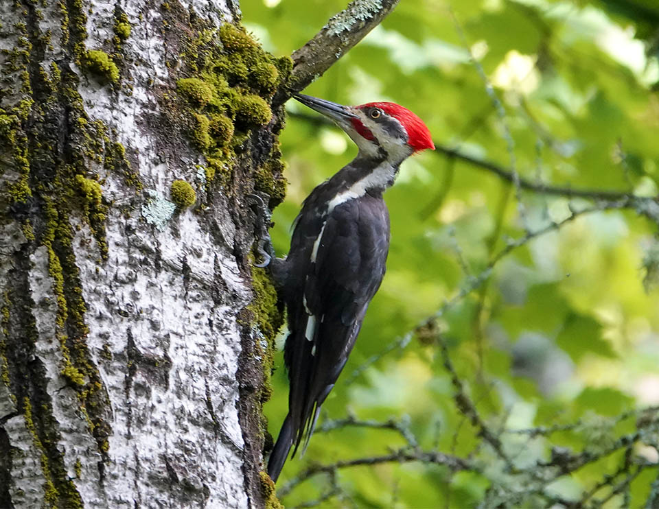 Adirondack Woodpeckers: Pileated Woodpecker on the Lake Colby Railroad Tracks (12 August 2020). Click for a larger image, opening in a new window. Adirondack Woodpeckers: Pileated Woodpecker on the Lake Colby Railroad Tracks (12 August 2020).