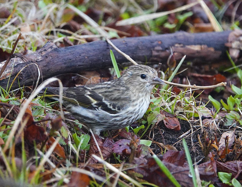 Birds of the Adirondack Park: Pine Siskin on the John Brown Farm trails (4 May 2018). Click for a larger image, opening in a new window. Birds of the Adirondack Park: Pine Siskin on the John Brown Farm trails (4 May 2018).