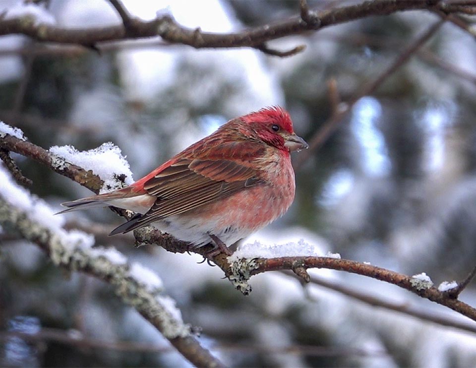 Adirondack Winter Birds: Purple Finch near Country Club Lane, Essex County, NY (19 December 2021). Click for a larger image, opening in a new window. Adirondack Winter Birds: Purple Finch near Country Club Lane, Essex County, NY (19 December 2021).