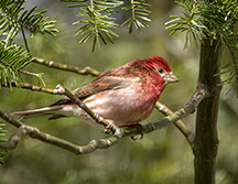 Adirondack Birds: Purple Finch at the Adirondack Interpretive Center (11 May 2019)