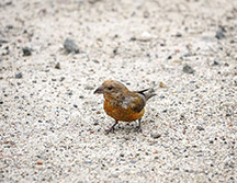 Adirondack Birds: Red Crossbill near the St Regis Mountain trailhead (24 August 2019).