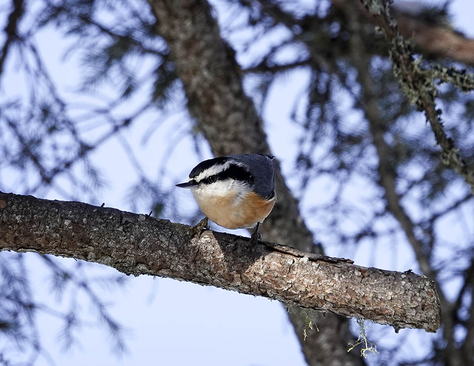 Adirondack Winter Birds: Red-breasted Nuthatch on the Bloomingdale Bog Trail (10 January 2021). Click for a larger image, opening in a new window. Adirondack Winter Birds: Red-breasted Nuthatch on the Bloomingdale Bog Trail (10 January 2021).