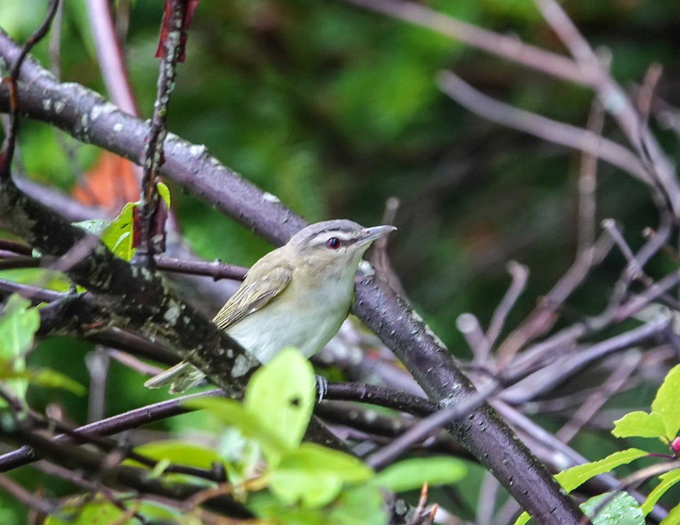 Birds of the Adirondack Park: Red-eyed Vireo on the Heart Lake Trail (28 July 2018). Click for a larger image, opening in a new window. Birds of the Adirondack Park: Red-eyed Vireo on the Heart Lake Trail (28 July 2018).
