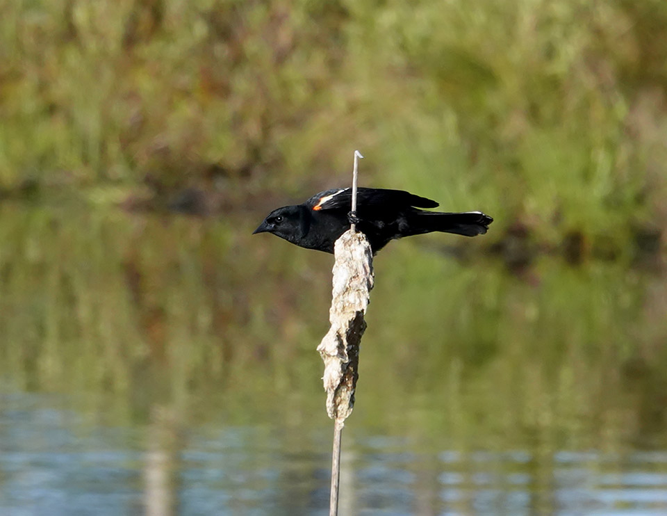 Adirondack Birdis: Red-winged Blackbird on the edge of Little Colby Pond from the Lake Colby Railroad Tracks (12 June 2019). Click for a larger image, opening in a new window. Adirondack Birdis: Red-winged Blackbird on the edge of Little Colby Pond from the Lake Colby Railroad Tracks (12 June 2019).