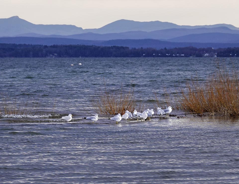 Adirondack Winter Birds: Ring-billed Gulls at the Hoisington Brook Outlet (13 December 2021). Click for a larger image, opening in a new window. Adirondack Winter Birds: Ring-billed Gulls at the Hoisington Brook Outlet (13 December 2021).