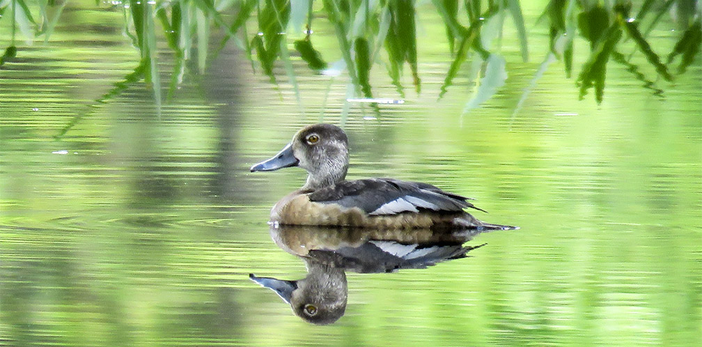 Adirondack Birds: Ring-necked Duck on Heron Marsh at the Paul Smith's College VIC (11 July 2017). Adirondack Birds: Ring-necked Duck on Heron Marsh at the Paul Smith's College VIC (11 July 2017).