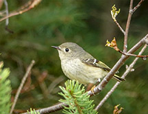 Adirondack Birds: Ruby-crowned Kinglet at John Brown Farm (17 May 2019)