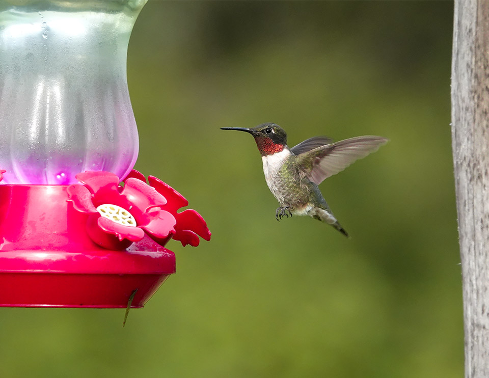Birds of the Adirondacks: Ruby-throated Hummingbird at John Brown Farm (21 August 2019). Click for a larger image pening in a new window. Birds of the Adirondacks: Ruby-throated Hummingbird at John Brown Farm (21 August 2019).