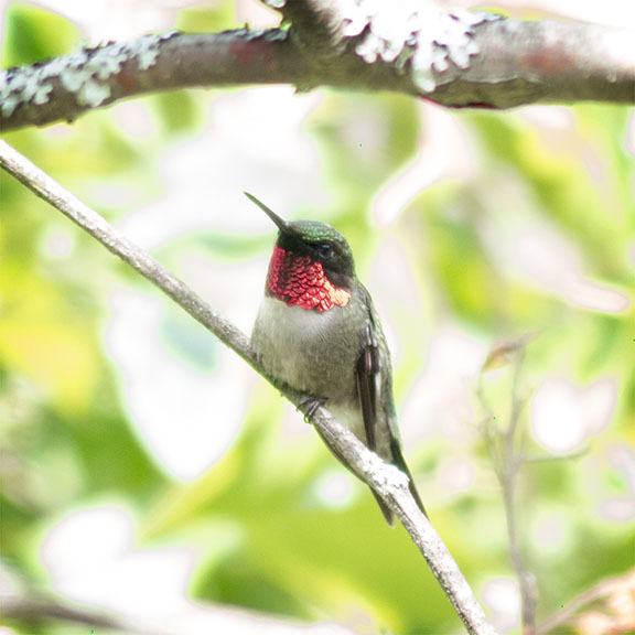 Birds of the Adirondack Park: Ruby-throated Humingbird at the Paul Smith's College VIC (27 July 2013). 