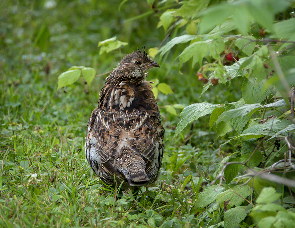 Birds of the Adirondack Park: Ruffed Grouse in North Elba, Essex County (30 July 2018). Click for a larger image, opening in a new window.. Birds of the Adirondack Park: Ruffed Grouse in North Elba, Essex County (30 July 2018).