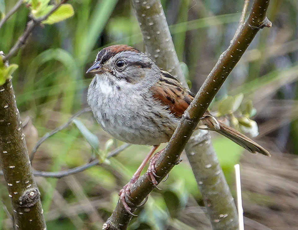 Birds of the Adirondacks: Swamp Sparrow on the Boreal Life Trail at the Paul Smith's College VIC (26 May 2018). Click for a larger image, opening in a new window. Birds of the Adirondacks: Swamp Sparrow on the Boreal Life Trail at the Paul Smith's College VIC (26 May 2018).