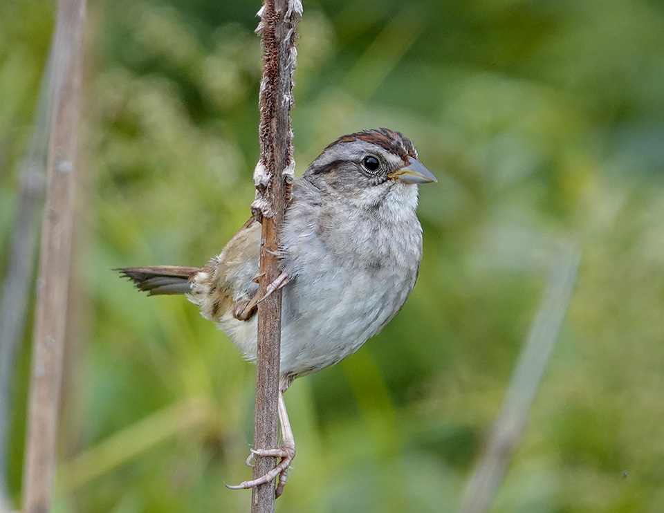 Adirondack Birding: Swamp Sparrow at the Cemetery Road Wetlands (24 July 2018).