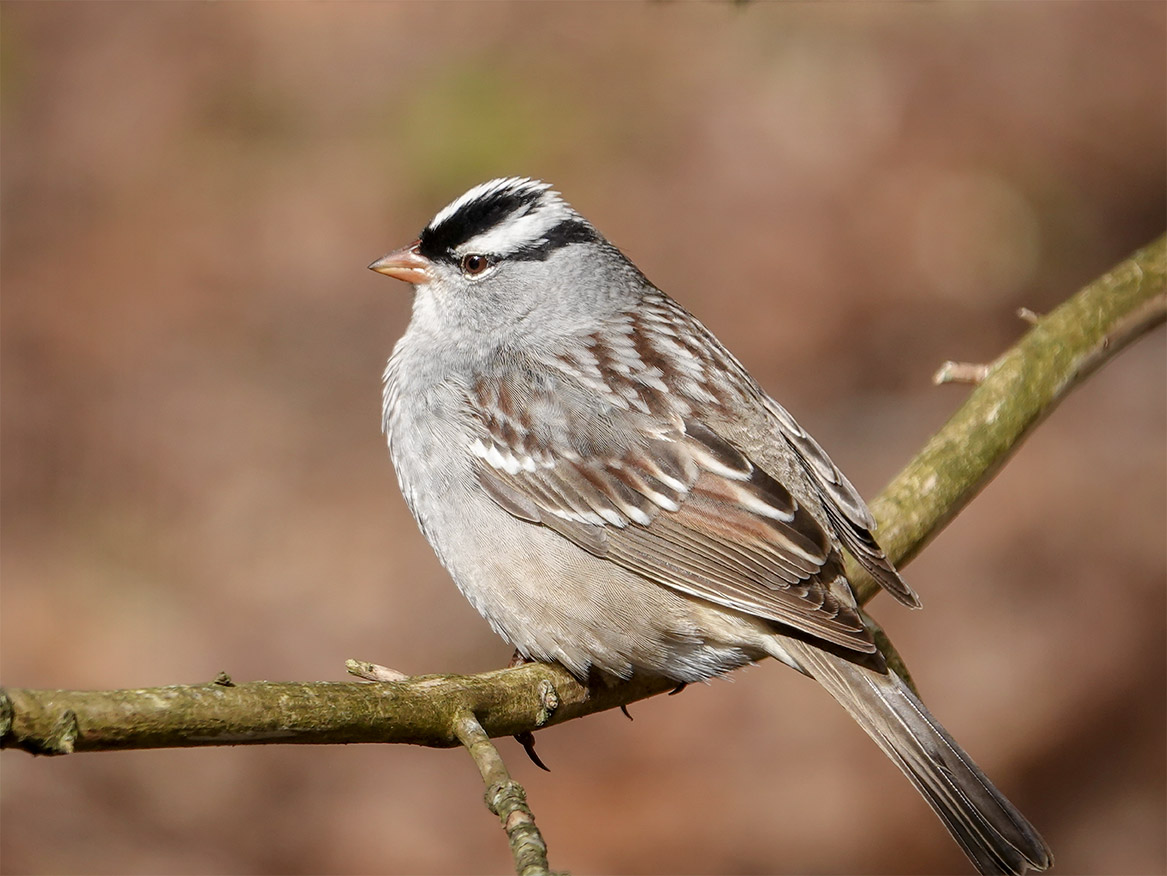 Birds of the Adirondacks: White-crowned Sparrow at the Adirondack Interpretive Center (11 May 2019). Click for a larger image, opening in a new window. Birds of the Adirondacks: White-crowned Sparrow at the Adirondack Interpretive Center (11 May 2019).