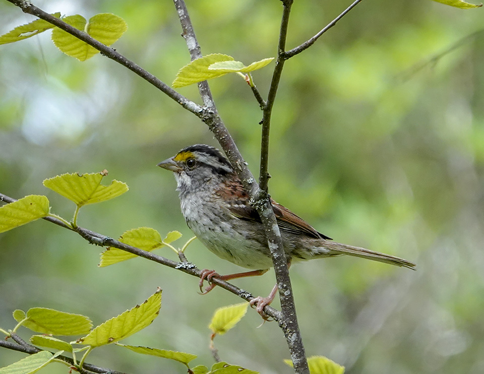 Birds of the Adirondack Park: White-throated Sparrow on the Boreal Life Trail (21 July 2018). Click for a larger image, opening in a new window. Birds of the Adirondack Park: White-throated Sparrow on the Boreal Life Trail (21 July 2018).