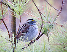 Adirondack Birds: White-throated Sparrow on the Heron Marsh Trail at the Paul Smith's College VIC (6 May 2015)