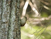 Adirondack Birds: Winter Wren on the Barnum Brook Trail at the Paul Smith's College VIC (21 September 2019)