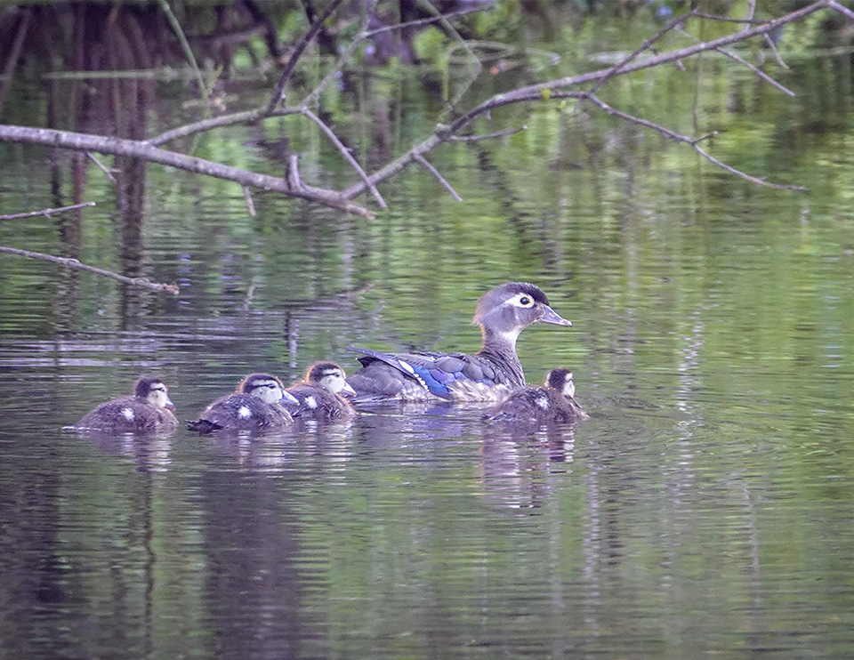 Birds of the Adirondack Park: Wood Duck family on the beaver pond at Hulls Falls Road (29 June 2018). Click for a larger image, opening in a new window. Birds of the Adirondack Park: Wood Duck family on the beaver pond at Hulls Falls Road (29 June 2018).
