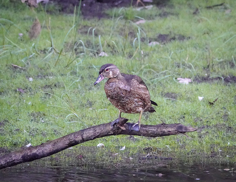 Adirondack Birding: Young male Wood Duck at the beaver pond on Hulls Falls Road (14 September 2018).