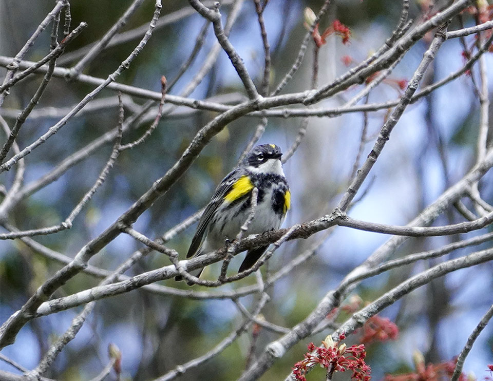 Adirondack Birding: Yellow-rumped Warbler (Setophaga coronata) on the Rich Lake Trail at the Adirondack Interpretive Center (11 May 2019). Click for a larger image, opening in a new window. Adirondack Birding: Yellow-rumped Warbler (Setophaga coronata) on the Rich Lake Trail at the Adirondack Interpretive Center (11 May 2019).