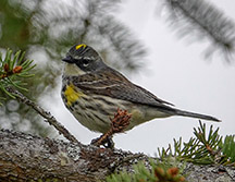 Adirondack Birds: Yellow-rumped Warbler on the Craig Wood Golf Course (20 May 2018)