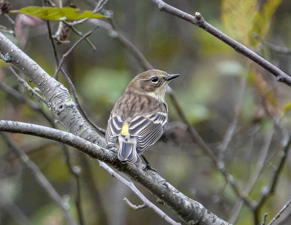 Adirondack Birding: Yellow-rumped Warbler (Setophaga coronata) at John Brown Farm (6 October 2018). Click for a larger image, opening in a new window. Adirondack Birding: Yellow-rumped Warbler (Setophaga coronata) at John Brown Farm (6 October 2018).