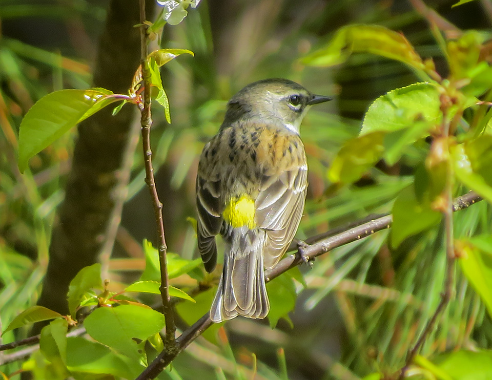 Adirondack Birding: Yellow-rumped Warbler (Setophaga coronata) at the Paul Smith's College VIC (15 May 2015). Click for a larger image, opening in a new window. Adirondack Birding: Yellow-rumped Warbler (Setophaga coronata) at the Paul Smith's College VIC (15 May 2015).