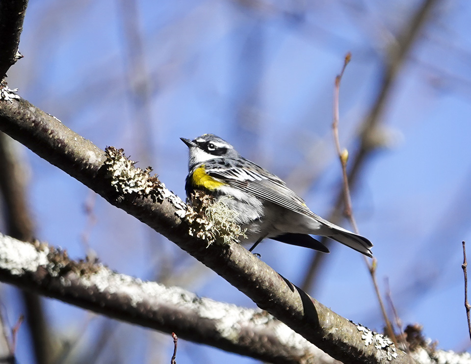 Adirondack Birding: Yellow-rumped Warbler (Setophaga coronata) at the Paul Smith's CollegeVIC (7 May 2016). CLick for a larger image, opening in a new window. Adirondack Birding: Yellow-rumped Warbler (Setophaga coronata) at the Paul Smith's CollegeVIC (7 May 2016).