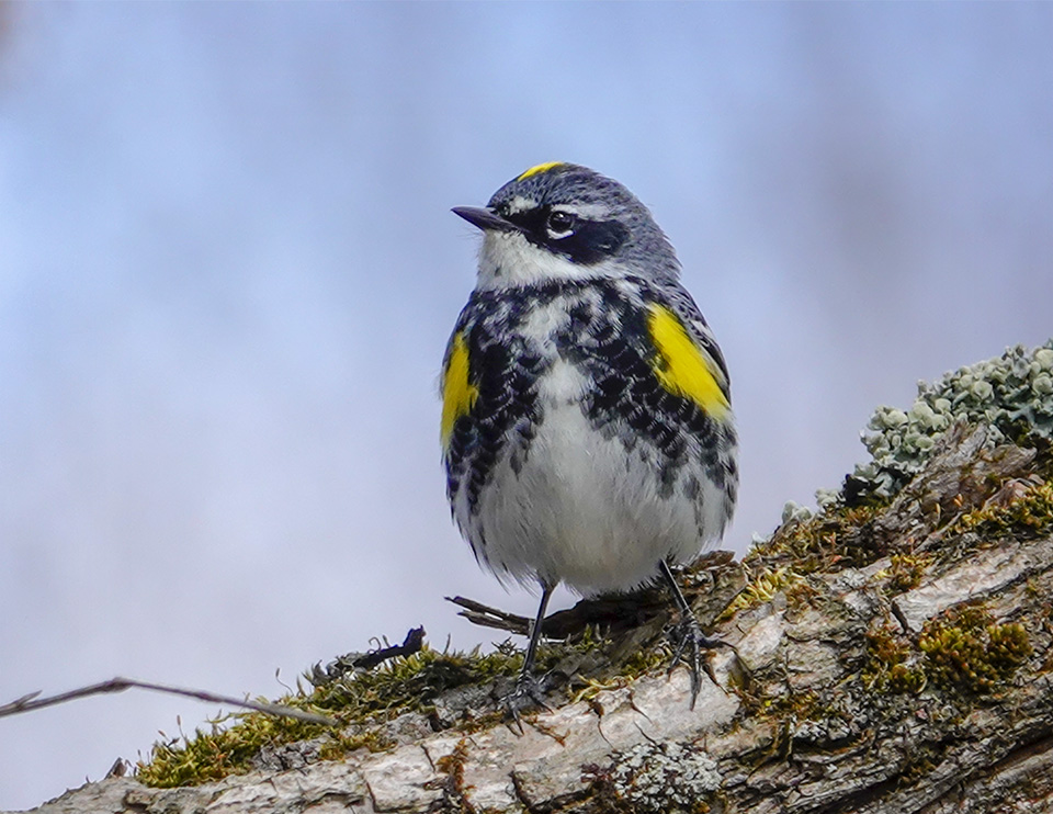 Birds of the Adirondack Park: Yellow-rumped Warbler near the Saranac River (30 April 2019). Click for a larger image, opening in a new window. Birds of the Adirondack Park: Yellow-rumped Warbler near the Saranac River (30 April 2019).