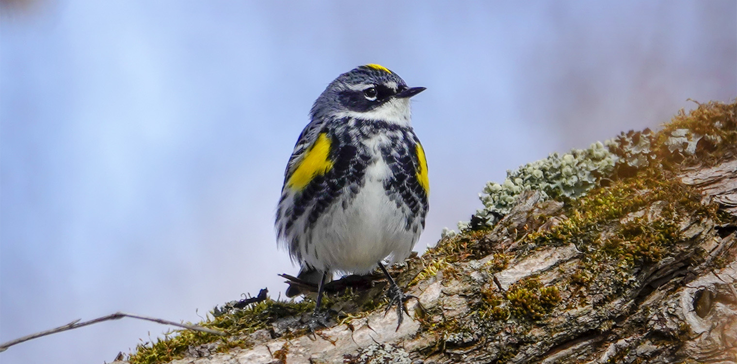 Adirondack Birding: Yellow-rumped Warbler (Setophaga coronata) near the Saranac River on the Bloomingdale Road (30 April 2019). Click for a larger image, opening in a new window. Adirondack Birding: Yellow-rumped Warbler (Setophaga coronata) near the Saranac River on the Bloomingdale Road (30 April 2019).