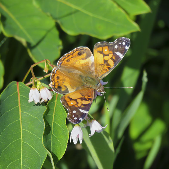 Butterflies of the Adirondack Park: American Lady nectaring on Spreading Dogbane blossoms at Heaven Hill (19 July 2017). Click for a larger image, opening in a new window. Butterflies of the Adirondack Park: American Lady nectaring on Spreading Dogbane blossoms at Heaven Hill (19 July 2017).