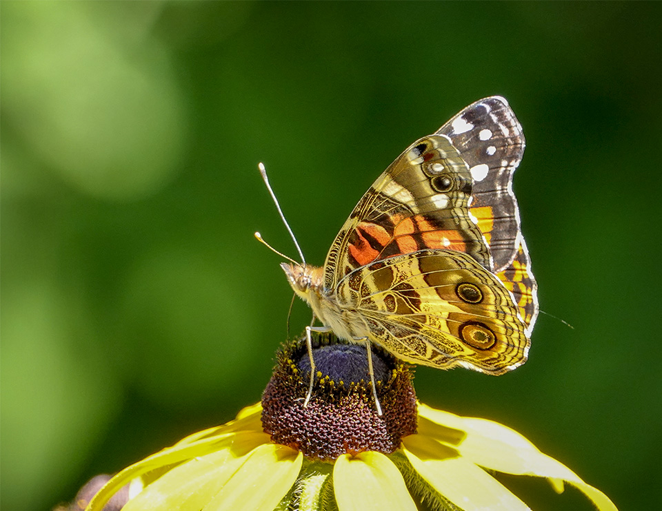 Butterflies of the Adirondack Park: American Lady on Heaven Hill (20 July 2019).