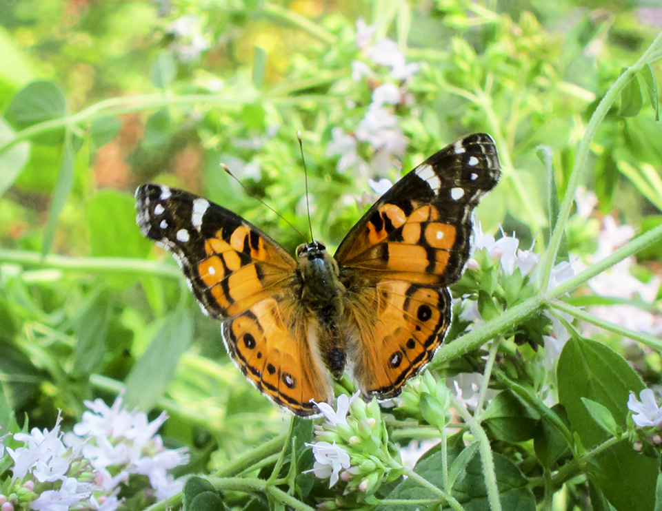 Butterflies of the Adirondack Park: American Lady on Heaven Hill (20 July 2019).