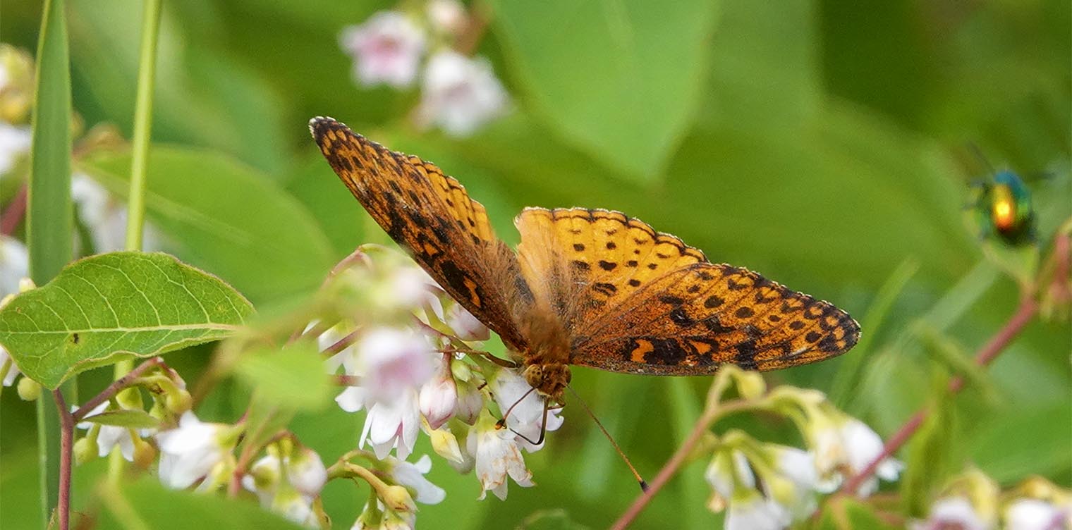 Butterflies of the Adirondack Park: Aphrodite Fritillary (Speyeria aphrodite) on the Old Orchard Loop at Heaven Hill (21 July 2019). Click for a larger image, opening in a new window. Butterflies of the Adirondack Park: Aphrodite Fritillary (Speyeria aphrodite) on the Old Orchard Loop at Heaven Hill (21 July 2019).