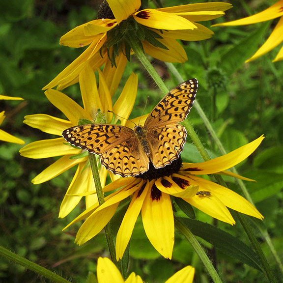 Butterflies of the Adirondack Park: Aphrodite Fritillary at the Paul Smiths VIC Butterfly House (19 July 2012).