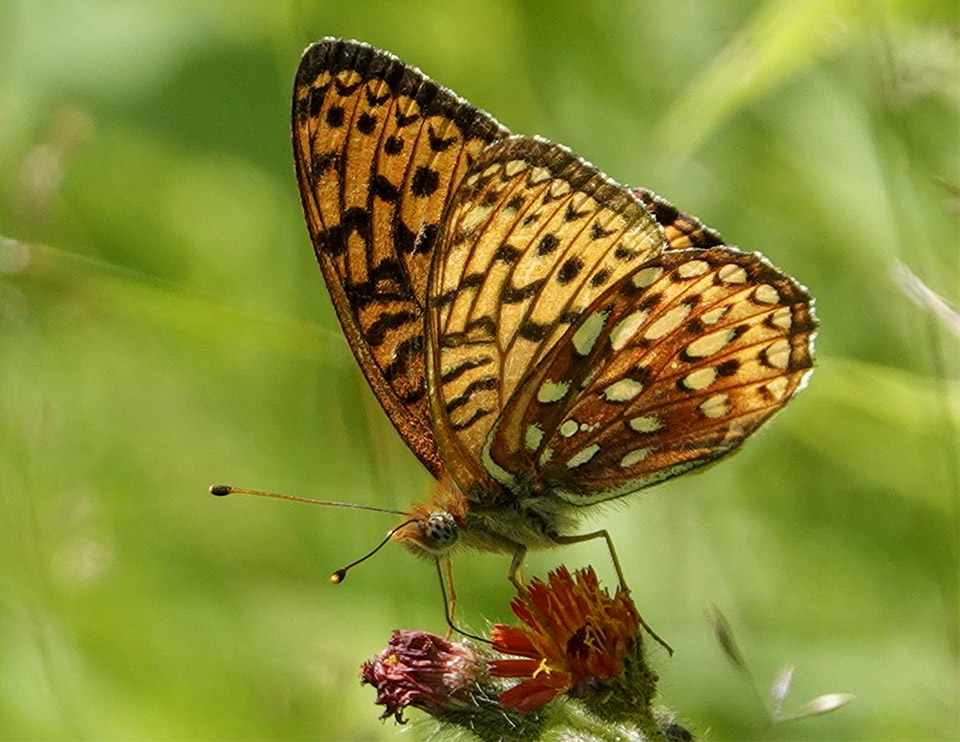 Butterflies of the Adirondack Park: Atlantis Fritillary on the Adirondack Loj Road (15 July 2019).Click for a larger image, opening in a new window. Butterflies of the Adirondack Park: Atlantis Fritillary on the Adirondack Loj Road (15 July 2019).