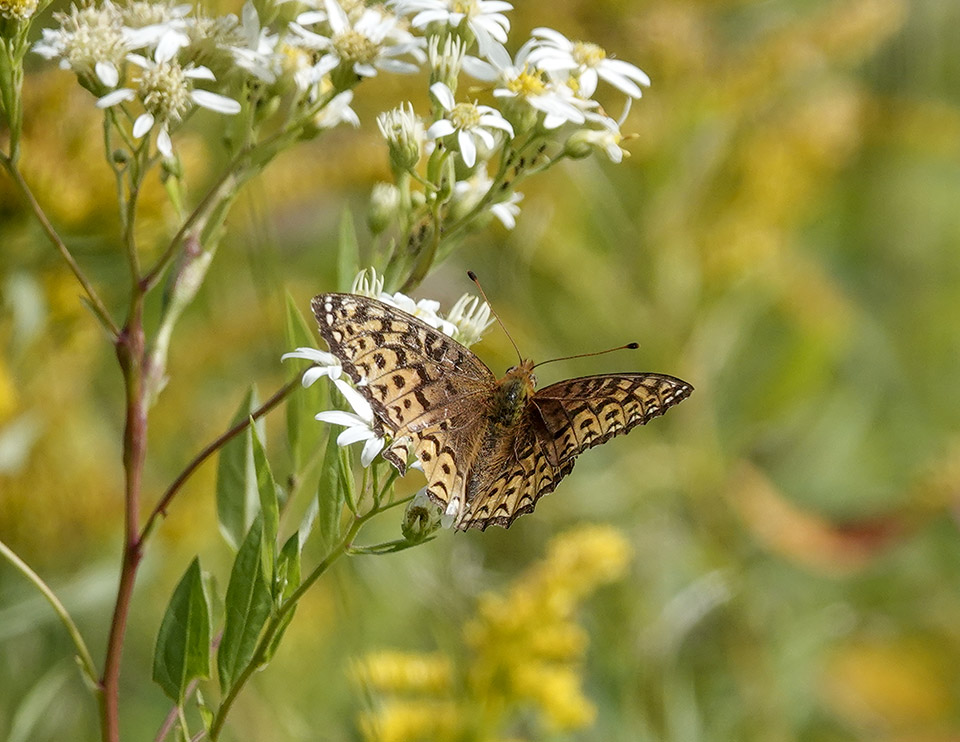 Butterflies of the Adirondack Park: Atlantis Fritillary on the Old Orchard Loop at Heaven Hill (1 September 2019). Click for a larger image, opening in a new window. Butterflies of the Adirondack Park: Atlantis Fritillary on the Old Orchard Loop at Heaven Hill (1 September 2019).