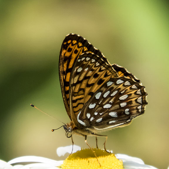 Butterflies of the Adirondacks: Atlantis Fritillary in the VIC Butterfly House (25 June 2016).