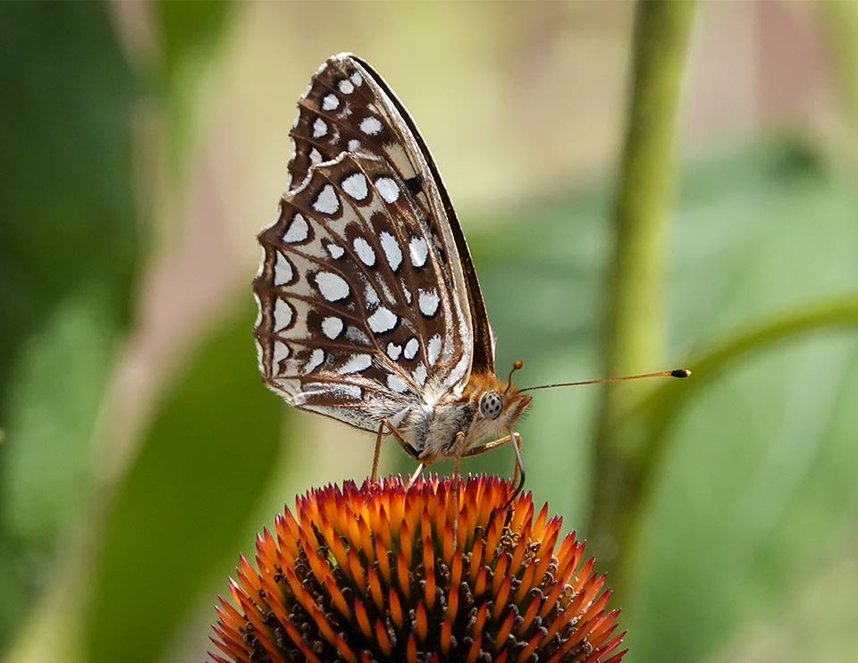 Butterflies of the Adirondack Park: Atlantis Fritillary in the Paul Smiths VIC Garden (20 August 2018). Click for a larger image, opening in a new window. Butterflies of the Adirondack Park: Atlantis Fritillary in the Paul Smiths VIC Garden (20 August 2018).