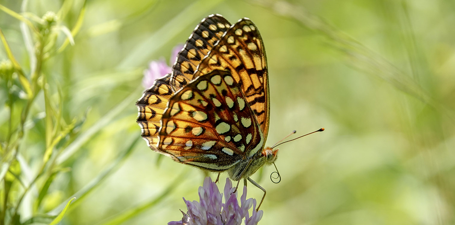 Butterflies of the Adirondack Park: Atlantis Fritillary on the Potato Field Loop at John Brown Farm (2 July 2018). Click for a larger image, opening in a new window. Butterflies of the Adirondack Park: Atlantis Fritillary on the Potato Field Loop at John Brown Farm (2 July 2018).