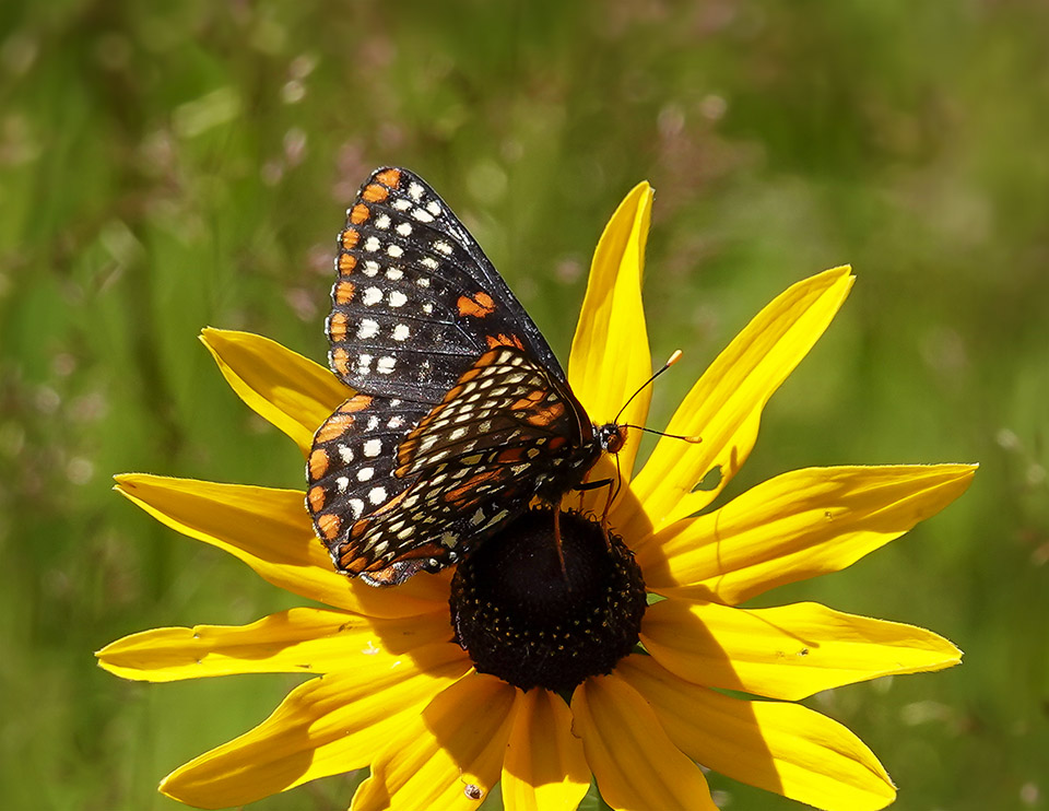 Butterflies of the Adirondack Park: Baltimore Checkerspot (Euphydryas phaeton) on the Adirondack Loj Road (15 July 2019). Butterflies of the Adirondack Park: Baltimore Checkerspot (Euphydryas phaeton) on the Adirondack Loj Road (15 July 2019).