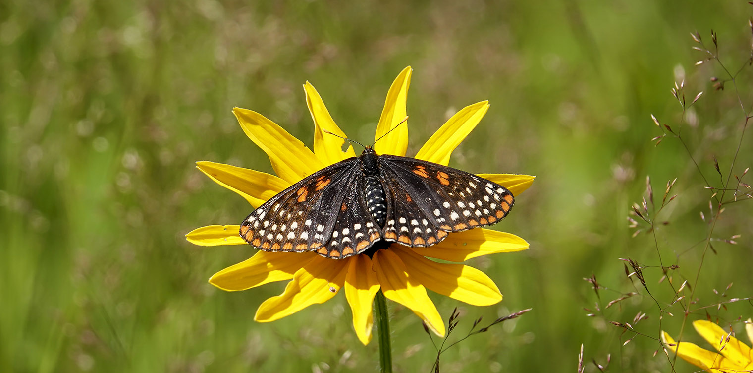 Butterflies of the Adirondack Park: Baltimore Checkerspot (Euphydryas phaeton) on the Adirondack Loj Road (15 July 2019). Butterflies of the Adirondack Park: Baltimore Checkerspot (Euphydryas phaeton) on the Adirondack Loj Road (15 July 2019).