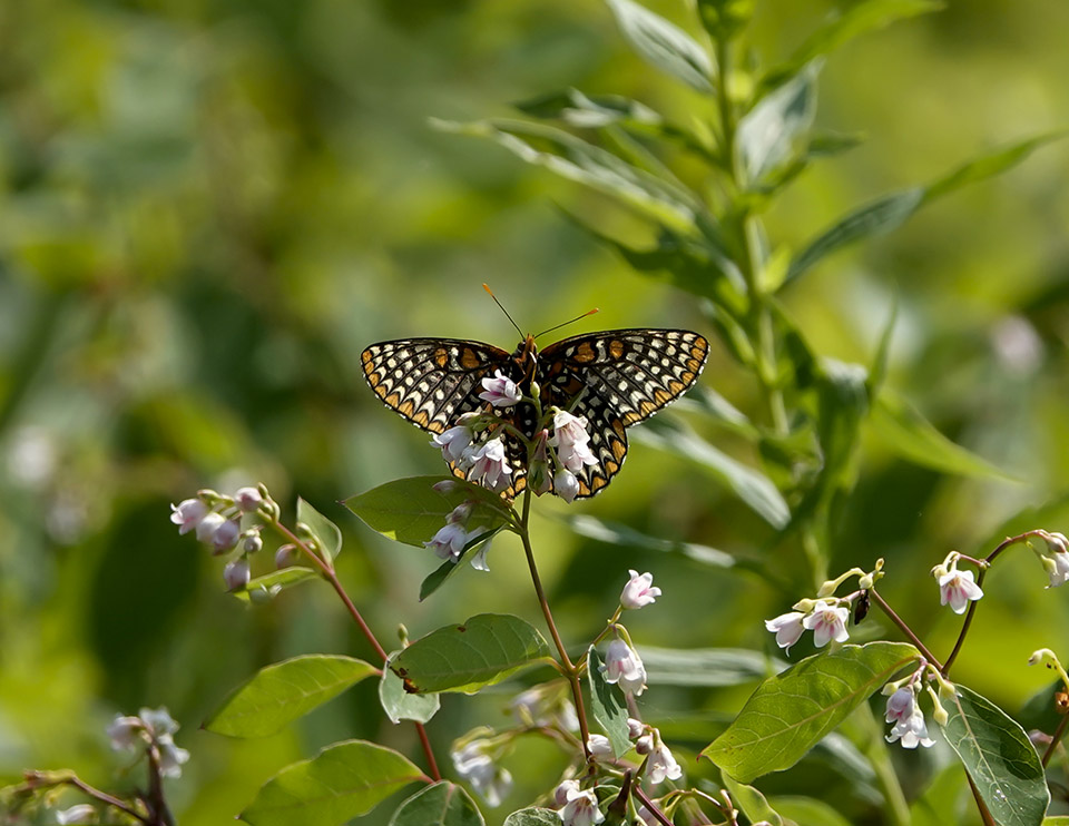 Butterflies of the Adirondacks: Baltimore Checkerspot on the Old Orchard Loop at Heaven Hill (26 July 2019). Click for a larger image, opening in a new window. Butterflies of the Adirondacks: Baltimore Checkerspot on the Old Orchard Loop at Heaven Hill (26 July 2019).